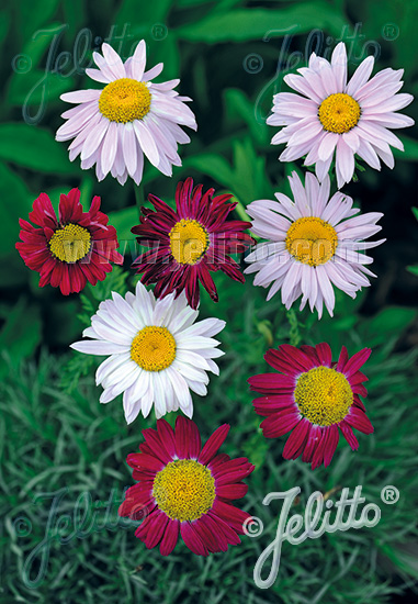 Margaréta šarlatová TANACETUM coccineum Robinson Giant Mixture cca.20 semien